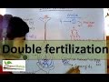 Double fertilization in plants