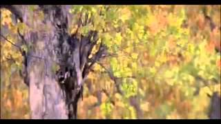 Roja Jaaneman Tu Hi Arvind Swamy Madhoo Roja Movie Songs S P Bala A R Rahman Hits