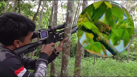 Berburu hama Tupai membantu petani buah dengan hasil poin melimpah