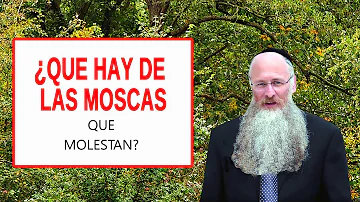 ¿Son agresivas las moscas?