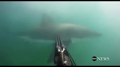 Great White Shark Attack [GoPro Footage]