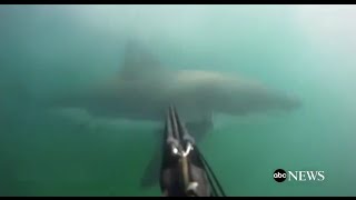 Great White Shark Attack [GoPro Footage]