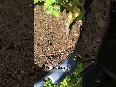 Vídeo: Tomates - mulching e rega