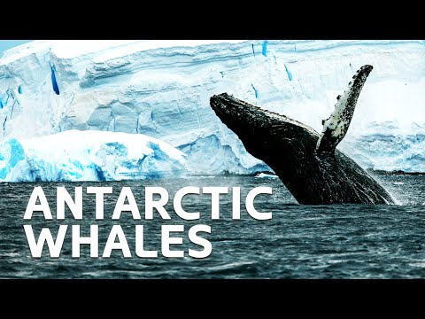 Icy World Of Giant Whales