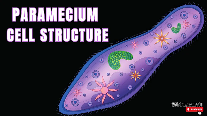 Paramecium Cell Structure and Function || Protist Cell Structure @biologyexams4u