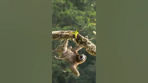 What Happened to the GIANT Sloths That Ruled South America?