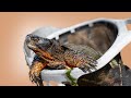Removing Turtles from a 5,000 Gallon Backyard Pond! + more