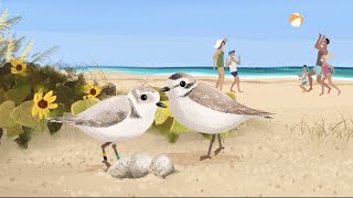Share the Shore with Shorebirds