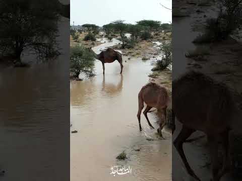 ابشروا بالسيل ياصحاب الحلال سيل عمرة شرق عفيف ٦ ٥ ١٤٤٥