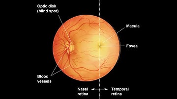 What is the optic disc and why is it referred to as the blind spot