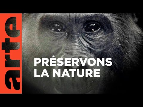 Vidéo: Pet Scoop: Bâtons pour chiens disparus, une bonne nouvelle pour les gorilles de montagne