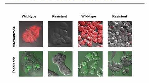 Cancer stem cells and mechanisms of multidrug resistance by flow cytometry