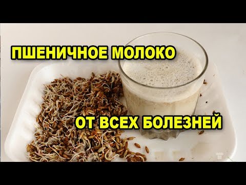 Исцеляющее молочко из проростков ЖИВОЙ ПШЕНИЦЫ
