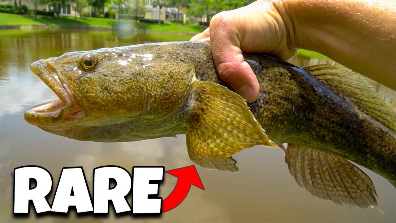Catching the RAREST FISH In FLORIDA! *NEW PET* YouTube