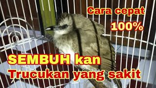 Cara merawat burung Trucukan yang sakit biar cepat sembuh