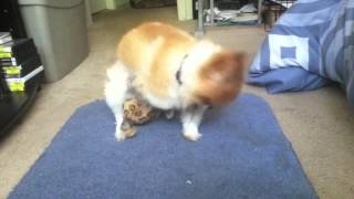 Dog humps toy