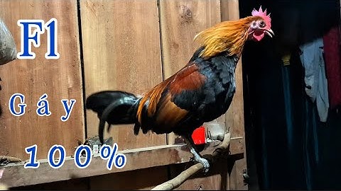 Tiếng gà rừng TRỐNG gáy chuẩn 100% || F1 gáy cực chuẩn mới nhất 2025