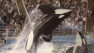 Download Lagu Welcome to the Black Parade ~ Tilikum, Kyuquot, Tuar MP3 Download Lagu Welcome to the Black Parade ~ Tilikum, Kyuquot, Tuar MP3