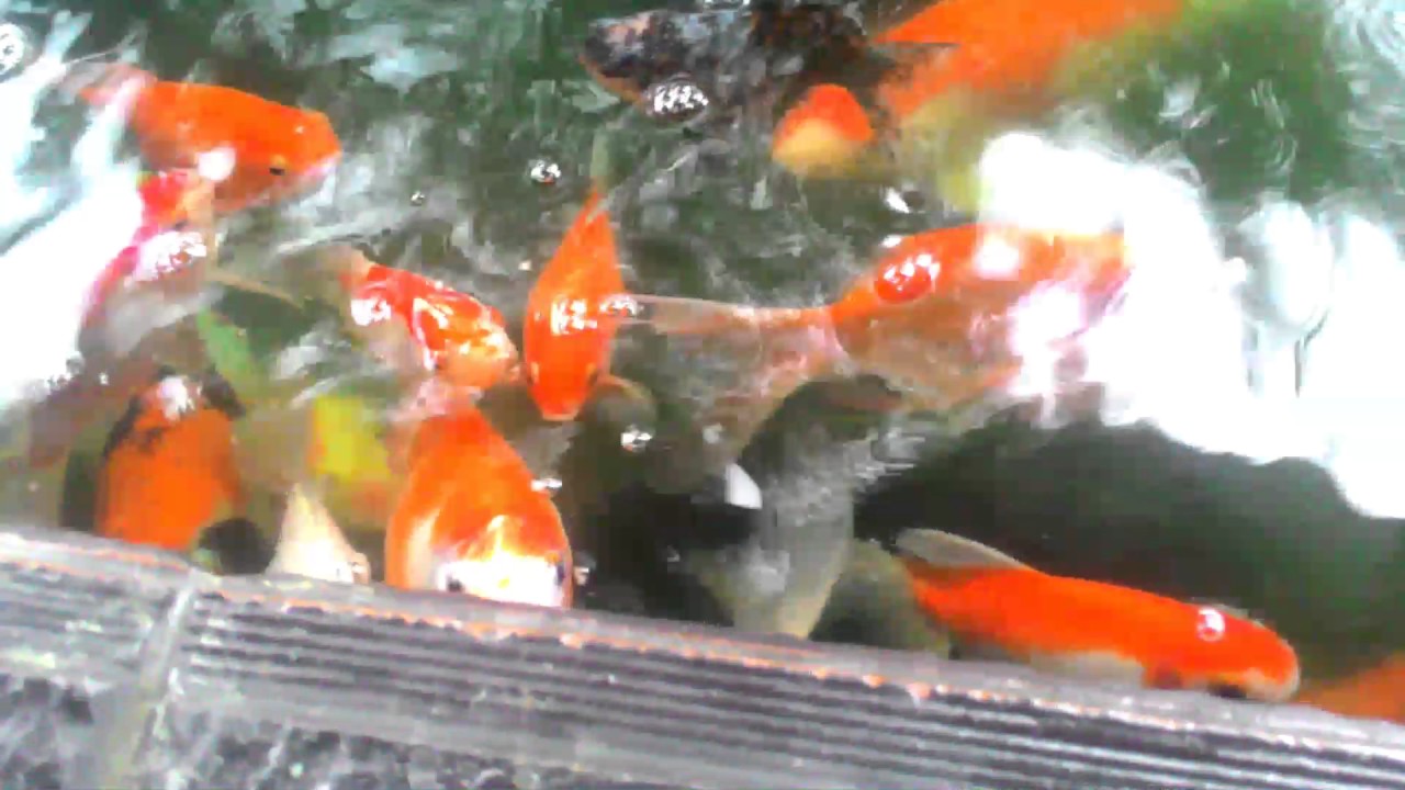 VIDEO IKAN LUCU BANGET YouTube VIDEO IKAN LUCU BANGET YouTube