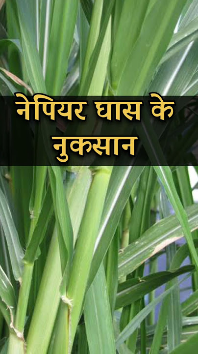 नेपियर घास फायदे से ज्यादा नुकसान #dairyfarm #animalcaretips #farming #dairyfarming #nepiyer_grass