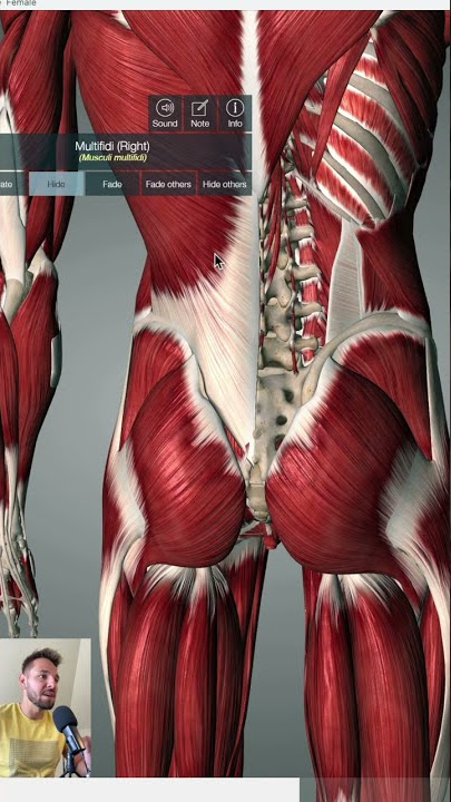 The 2 Muscles That Cause You Lower Back Pain ❌