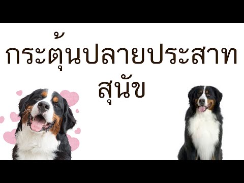 กระตุ้นปลายประสาทสุนัข ยารักษาสุนัขขาอ่อนแรง กายภาพสุนัข Pantip สุนัขไม่มีแรงเดินเซ ที่พยุงขาหลัง