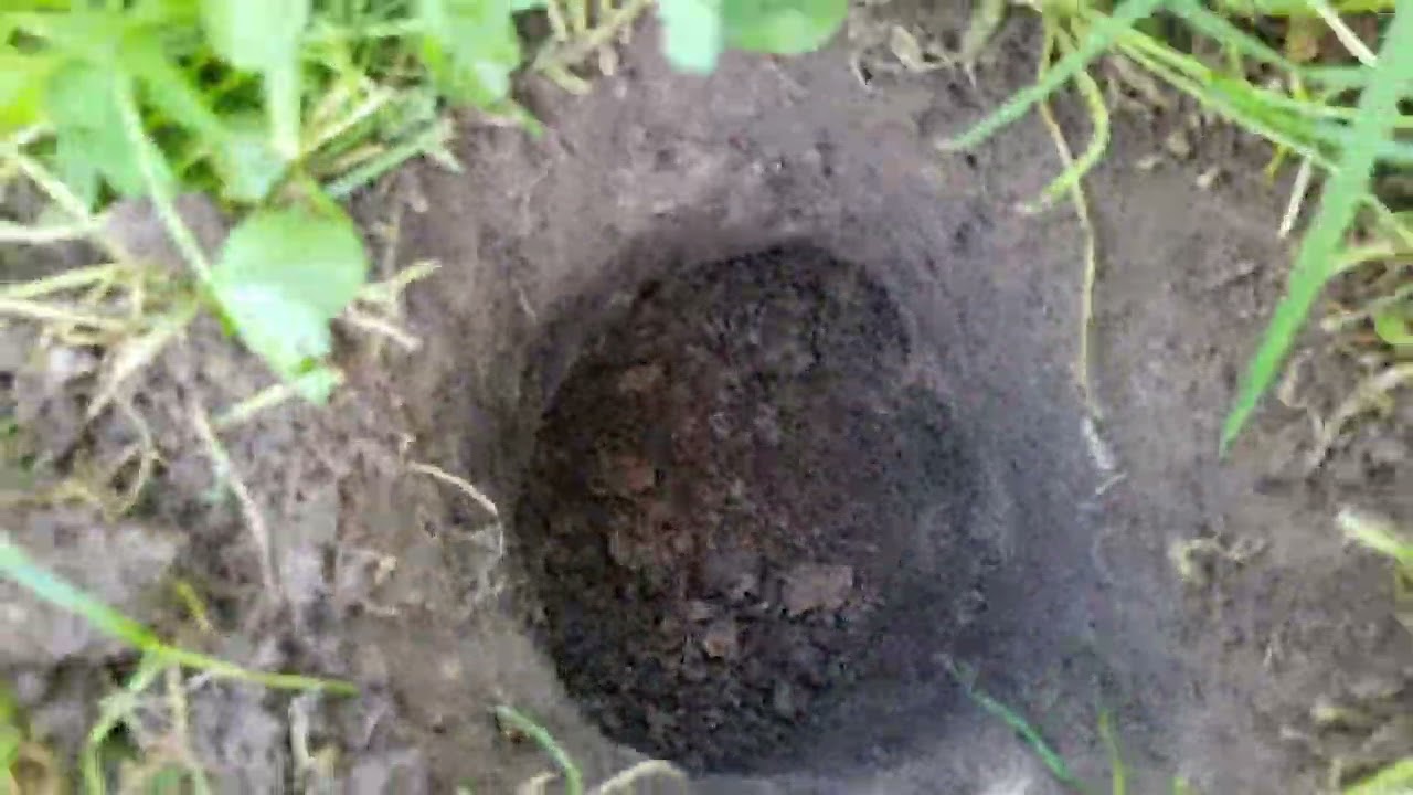 Cum se prinde o cârtiță - metoda verificată