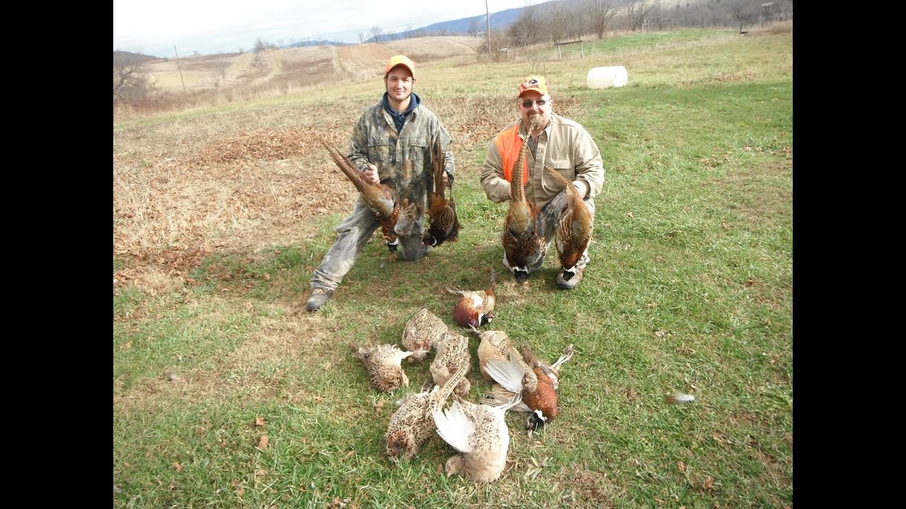 Pheasant Hunt in PA YouTube
