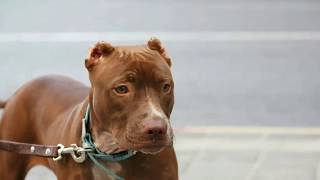 American Pitbull Terrier photo video 1 American Pitbull Terrier photo video 1