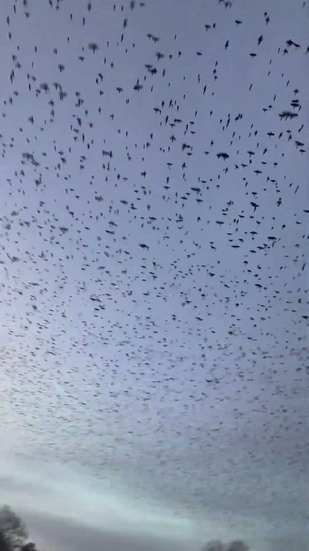 Thousands Of Birds Fly North Over New Jersey || ViralHog