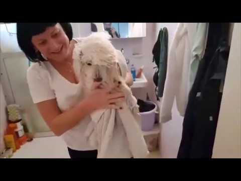 Bath time | моем собаку дома | моем Пуделя | уход за шерстью Пуделя