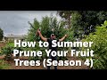 CUT YOUR TREES down to size! | Summer Pruning Fruit Trees |(Season 4)