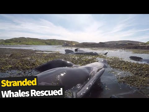 Dramatic footage of multiple stranded whales rescued off a remote island in Scotland