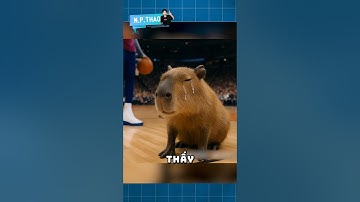 Capybara Là Loại Vật Đáng Thương Hay Đáng Trách #nguyenphuongthao #capybara
