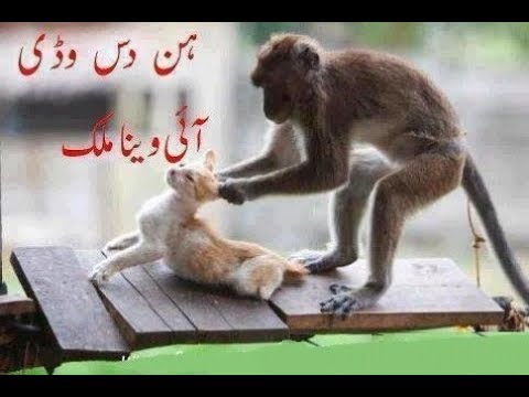 indian-funny-videos-grin-whatsapp-funny-videos-of-july-youtube
