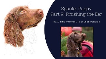 How to Draw a Realistic Spaniel in Colour Pencils | Real Time Tutorial | Part 9 Finishing the Ear