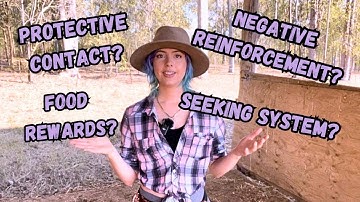 Starting Positive Reinforcement /Clicker Training with your Horse