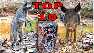 Best Trail Camera Videos of 2022