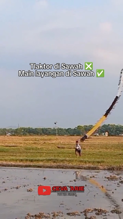 Main layangan sawah di musim menanam padi #layangan #layanglayang #nostalgia #masakecil