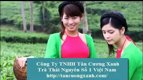 Chè Thái Nguyên  -  Công Ty TNHH Tân Cương Xanh