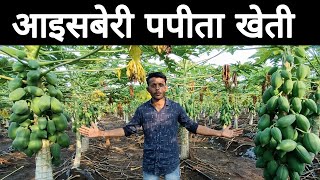 पपीता की खेती कब और कैसे करें||पपीता की खेती से मुनाफा||  icebarry|| papaya farming and cultivation.