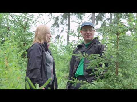 Video: Mitä on avohakkuu metsäkadossa?