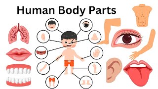 Learn Human Body parts in English