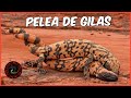 PELEA DE MONSTRUOS 🐲VS🐲 NACIMIENTOS DE VARANOS 😍