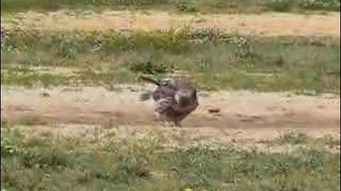 Mocking Bird Mocks a Red Tailed Hawk
