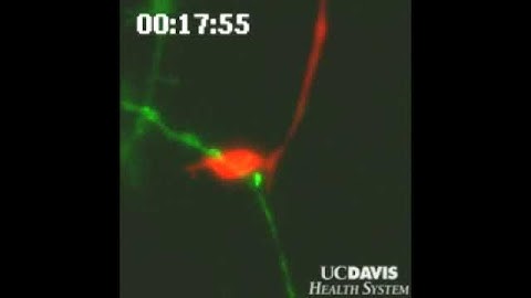 UC Davis researchers visualize formation of a new synapse