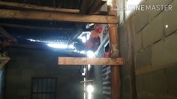 saib qaib qua zoo nawb