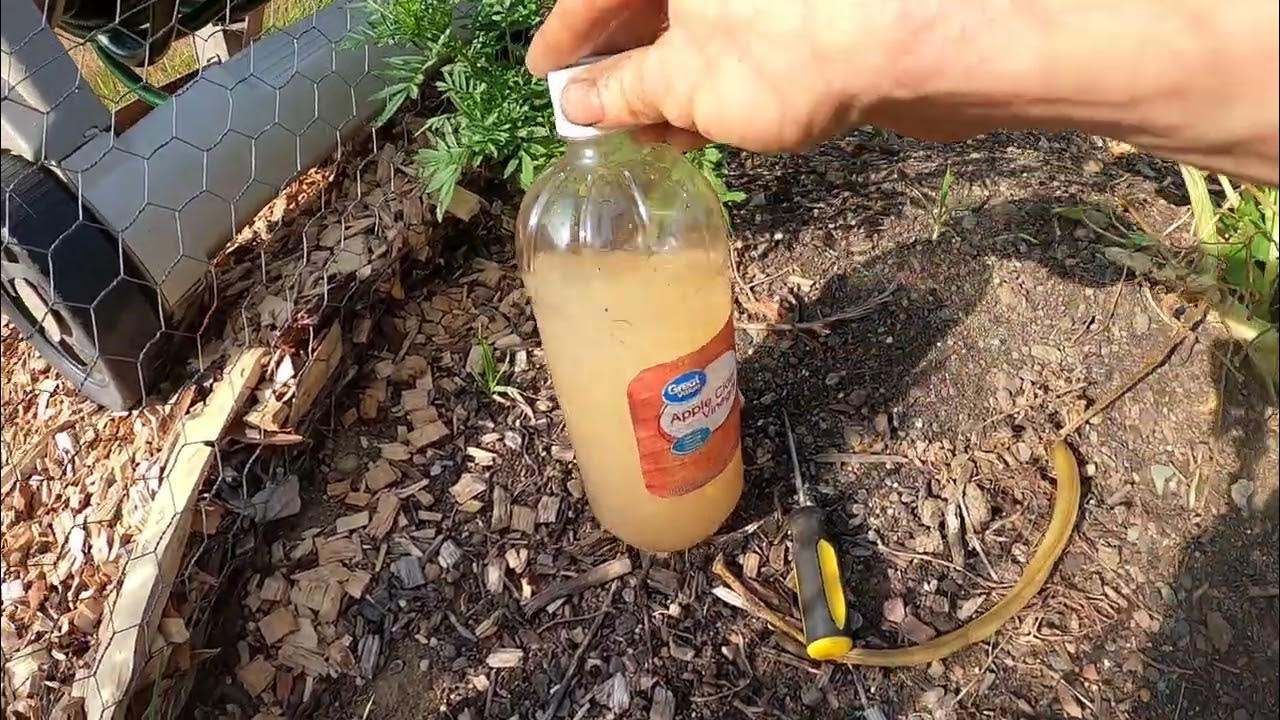 Controlling Squash Vine Borer with Bt Stem Injections YouTube