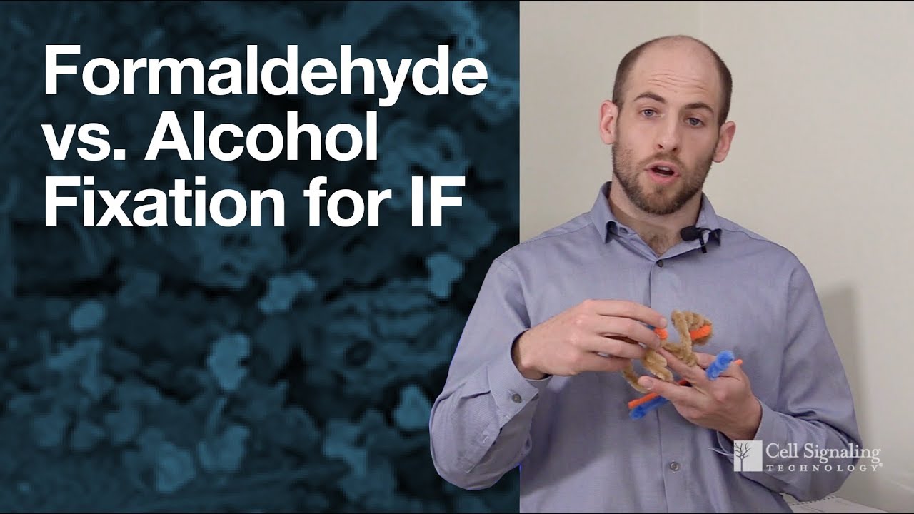 Formaldehyde vs. alcohol fixation for immunofluorescence (IF) | CST Tech Tips