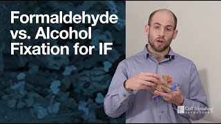 Formaldehyde Vs Alcohol Fixation For Immunofluorescence If Cst Tech Tips